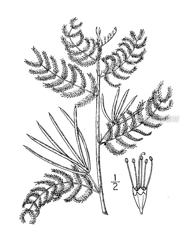 古植物学植物插图:Acuan leptoloba, Prairie含笑草